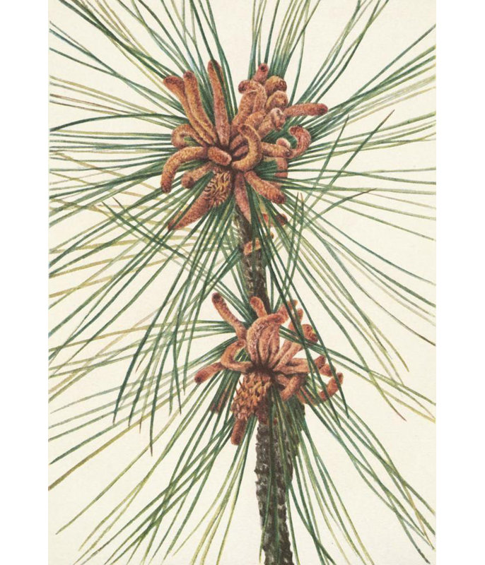 «Loblolly Pine. Pine Wood» par Mary Vaux Walcott - Art mural sur toile tendue avec châssis, H 40 po x l 28 po