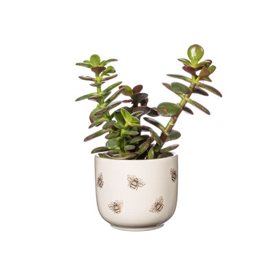 Vergennes Ceramic Pot Planter