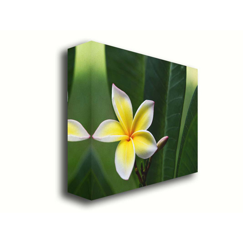 Lone Plumeria par Kelly Wade. Estampe numérique, H 30 po x l 45 po x P 1,5 po, Toile tendue
