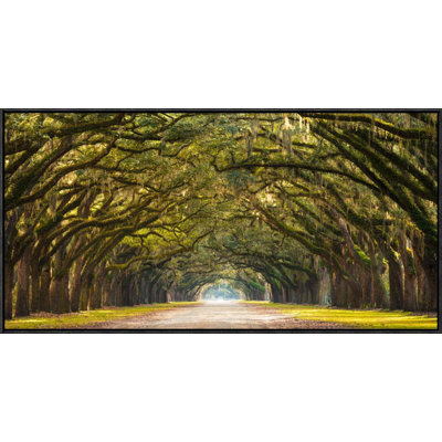 Path Lined with Oak Trees Framed Photographic Print on Canvas