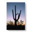 Saguaro Cactus In Tucson Arizona - Wrapped Canvas-55341240