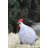 Chicken Dough Glazed Ceramic Garden Statue-1486975112