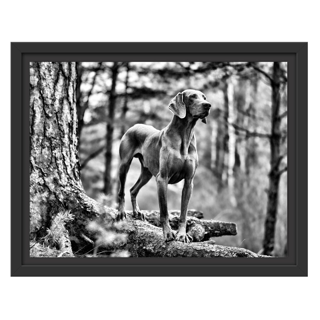 Gerahmtes Wandbild Edler WeimaranerWald