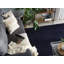 Crawley Solid Colour Area Rug-2009686382