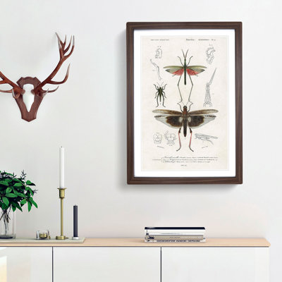 Insect Illustrations PL.4 by Charles d'Orbigny - Picture Frame Painting Print