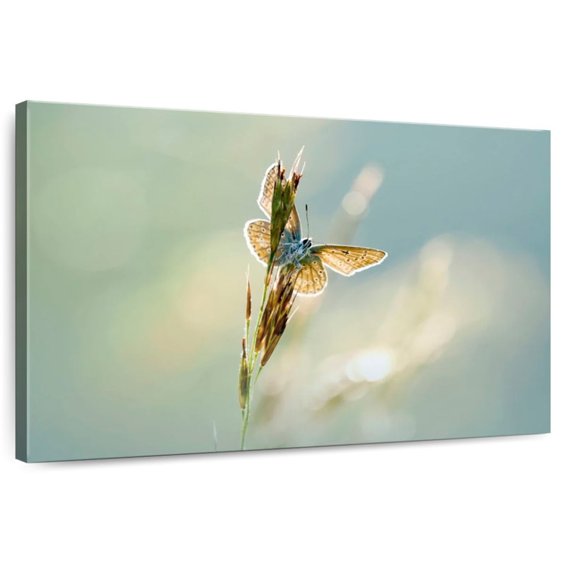 Brampt Icarus Butterfly, 20" H x 30" W