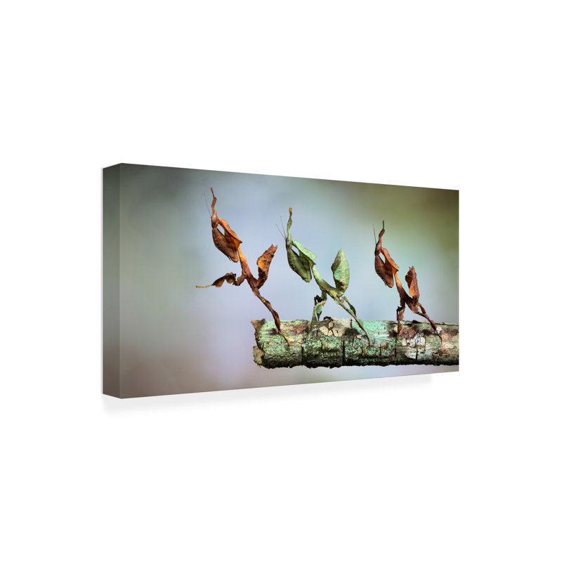 Œuvre sur toile, Bachelor par Jimmy Hoffman, H 10 po x l 19 po