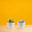 2 Piece Costa Farms Live Succulent Low Maintenance Plant in Planter