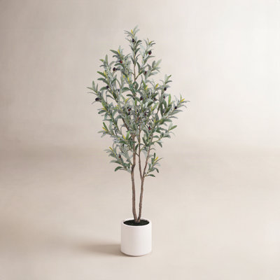 Olive Tree in Pot