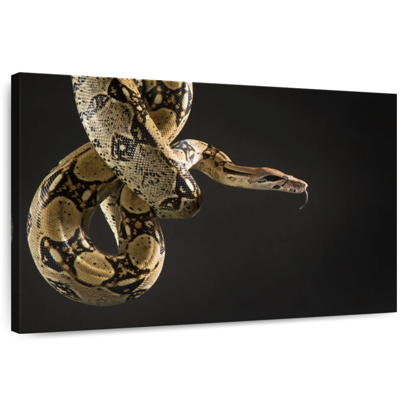 Serpent brun Brampt, H 34 po x l 51 po