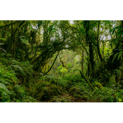 Amazon Jungle - Rainforest by Marcin Madry - Wrapped Canvas Print