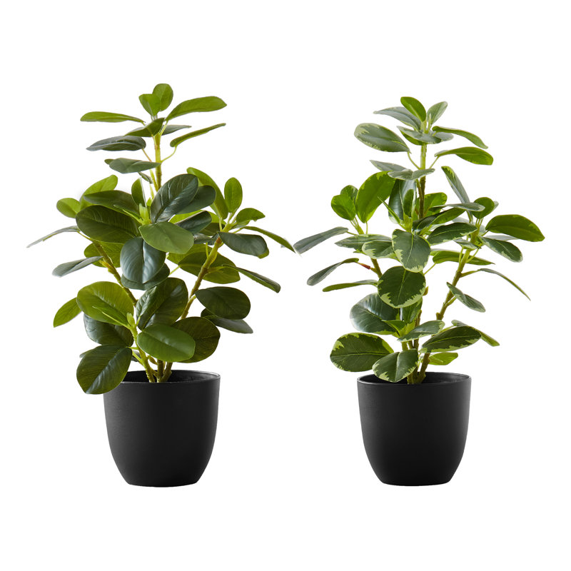 Plante Martinez 14 po