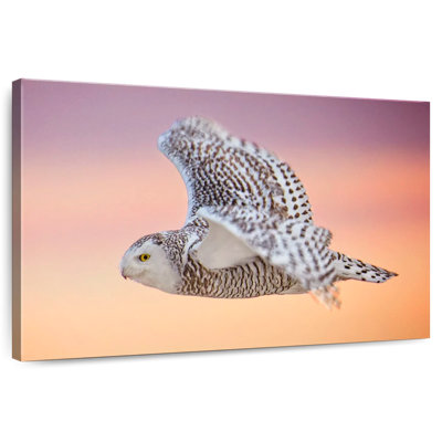 Brampt Silent Flight Of Owl