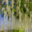 Faux Wisteria Swag-359281505