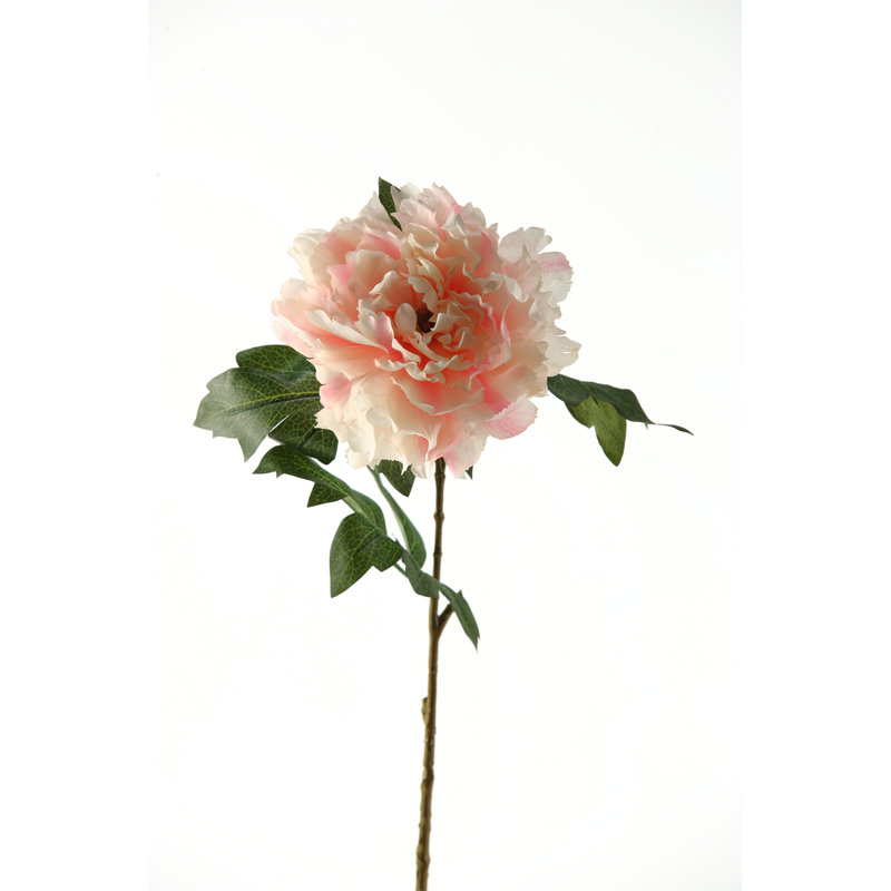 Tige de pivoine