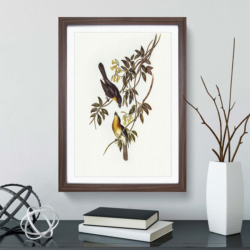 Broad Billed Flycatchers by Elizabeth Gould - Picture Frame Graphic Art Print, Walnut Framed, 65cm H x 48cm W x 2cm D