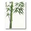 Détail d'un bambou vert foncé III - reproduction sur toile-59709737-59709736