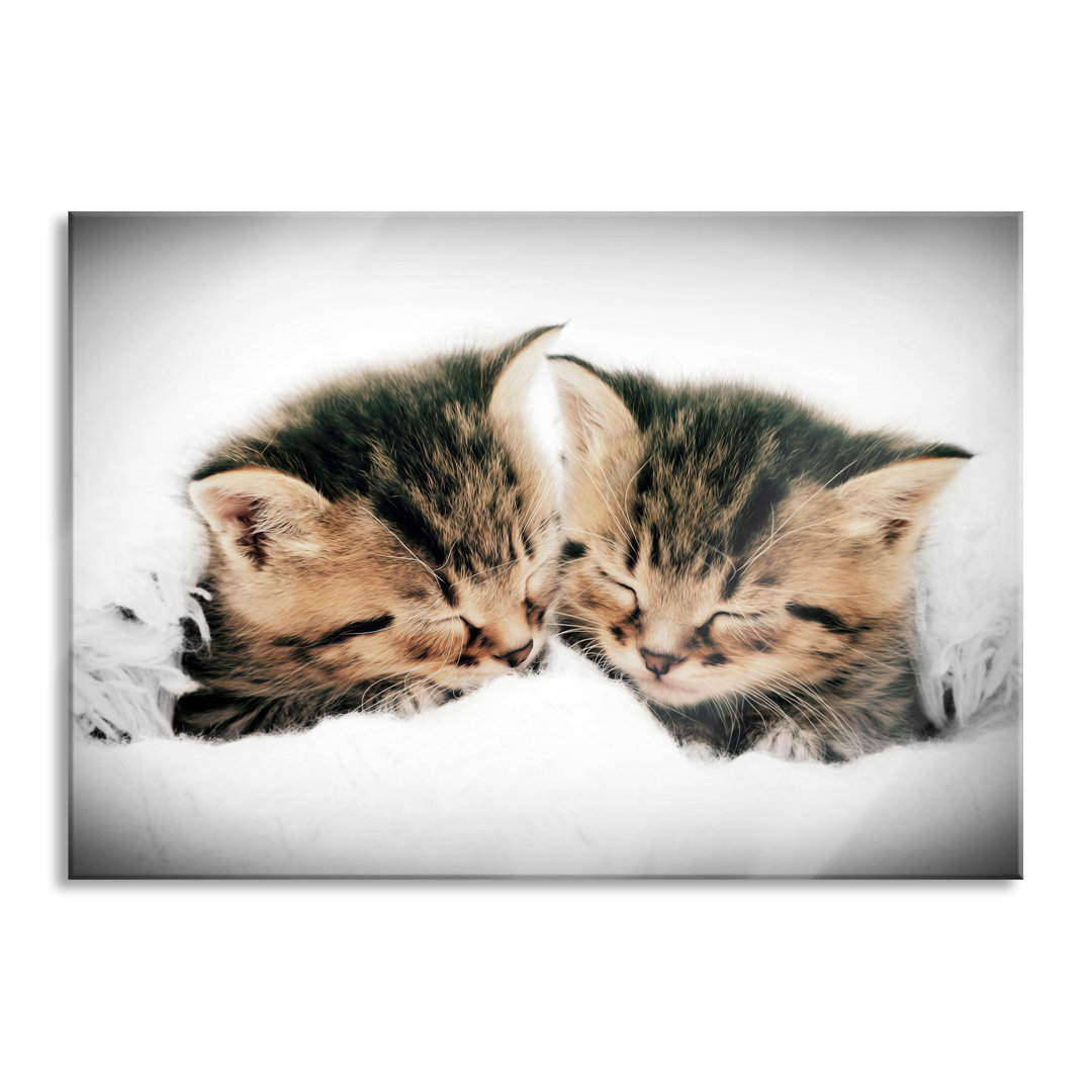 Glasbild Cute Kittens Sleeping