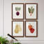 Organic Veg IX - ensemble de 4 reproductions de cadres photo-46110078-46110079
