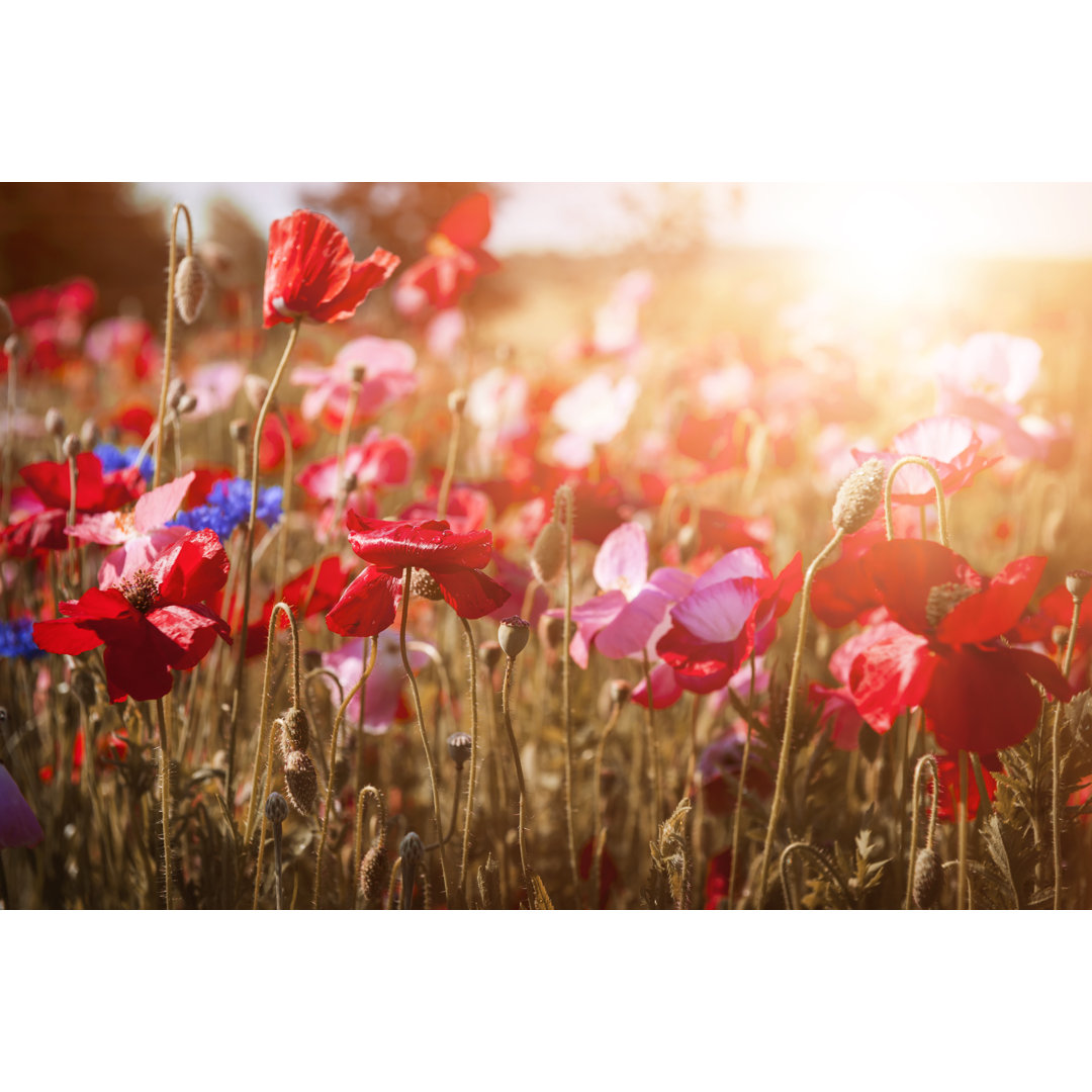 Leinwandbild Poppies in Sunshine von Elenathewise