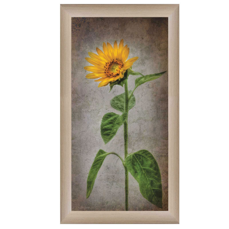 « tournesol ii », impression encadrée sur papier