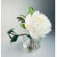 Peony Flower Arrangement in Glass Vase-740358733
