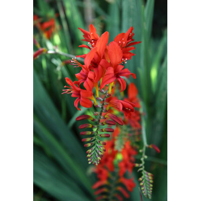 Fleur de crocosmia de Lucifer - photographie sur toile