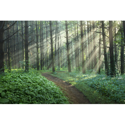Path through an enchanted forest