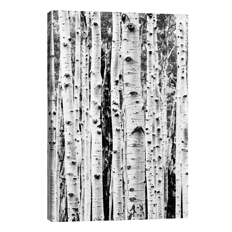 Birch - Wrapped Canvas Print, 101.6 cm H x 66.04 cm W x 1.91 cm D