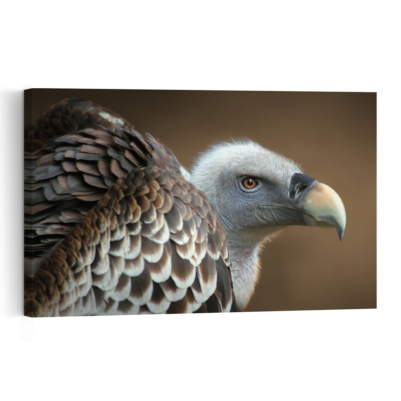 Majestic Vulture Profile Contemporary Bird Nature Portrait Wall Art Print 1 Piece Wrapped Canvas Wall Art