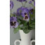 Lavande mauve en soie 21 po-1679008207