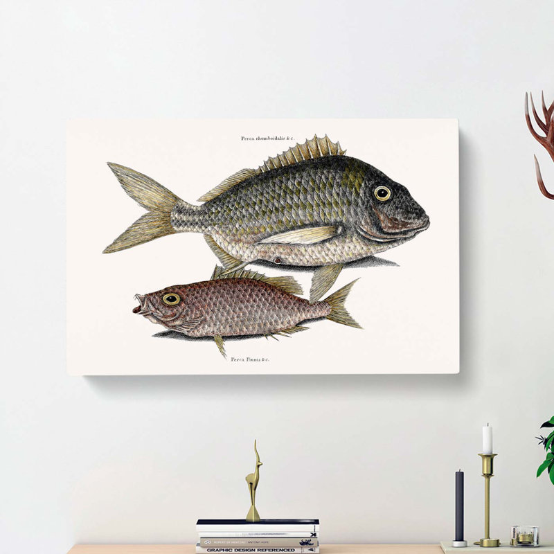 Pork Fish And Schoolmaster Fish by Mark Catesby - Wrapped Canvas, 40cm H x 60cm W x 3cm D