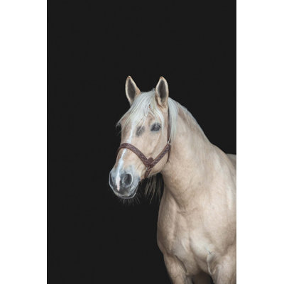 Equine Dream 1 Print