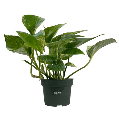 Nature's Way Farms 4 inch Marble Queen Pothos Live House plant