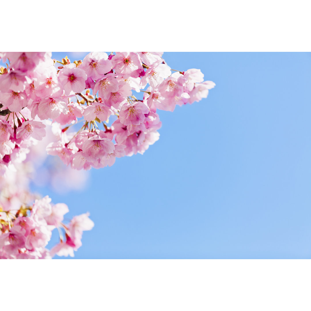 Rosa Kirschblüte gegen blauen Himmel