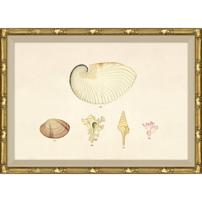 Malacology Study, Plate X