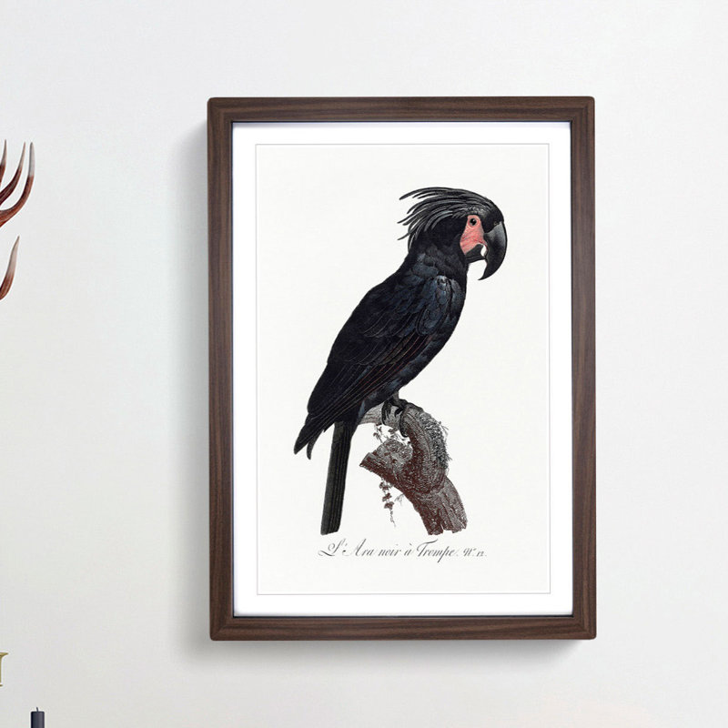 Palm Cockatoo by F. Levaillant - Framed Print, 36cm H x 27cm W x 2cm D, Walnut Framed