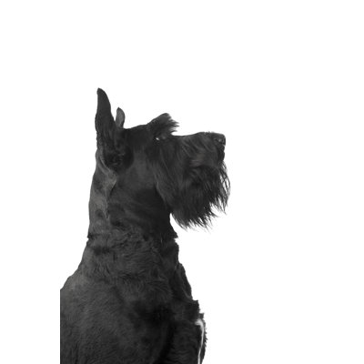 Handsome Giant Schnauzer by Susanhsmith