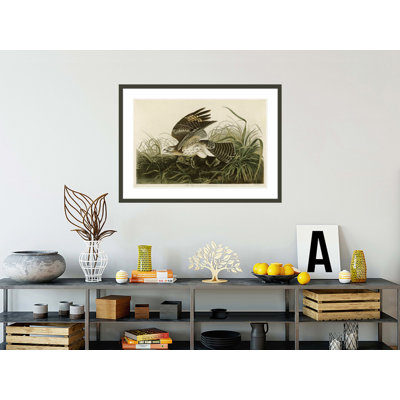 «Winter Hawk» par John James Audubon, impression giclée sur cadre
