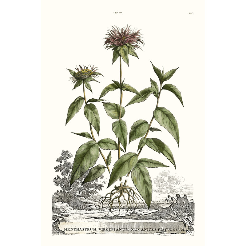Munting Garden Varieties IV by Abraham Munting - Painting, 76 cm H x 51 cm W, Black Floater Frame