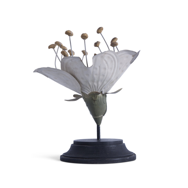 Plant Model
