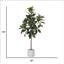 Arbre de magnolia 70 po