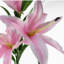 Pack of 6 x 100cm White Lily Stem-89222283