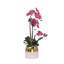 Orchid in Pot