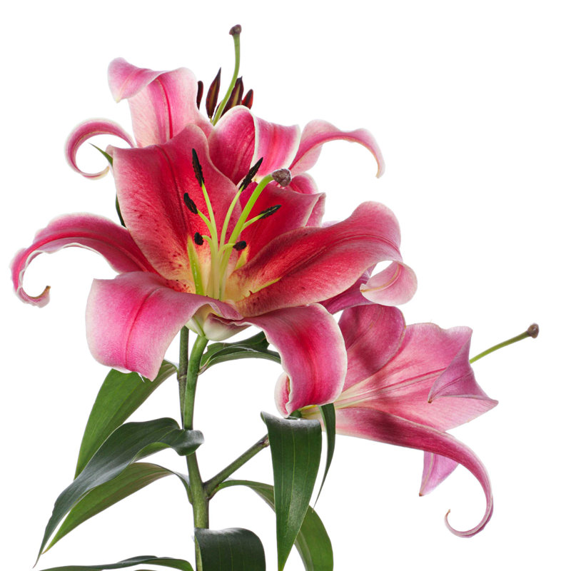 Fleurs - photographie sur toile tendue, L 12 po x H 12 po