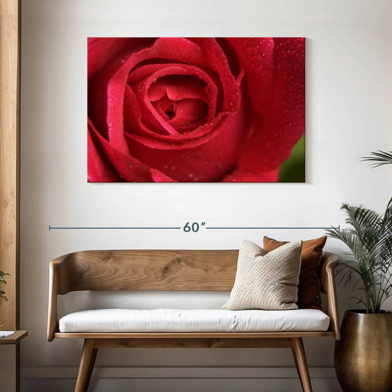 Floraison de la rose rouge