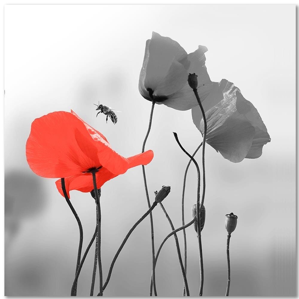 Leinwandbild Poppies and Bee