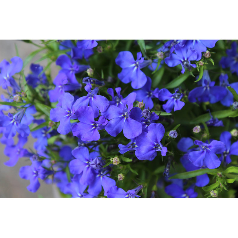 Blue Lobelia - Wrapped Canvas Print, 30cm H x 46cm W x 3.8cm D