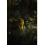 Mossy Ledge Print by Bumsted, Kelsey