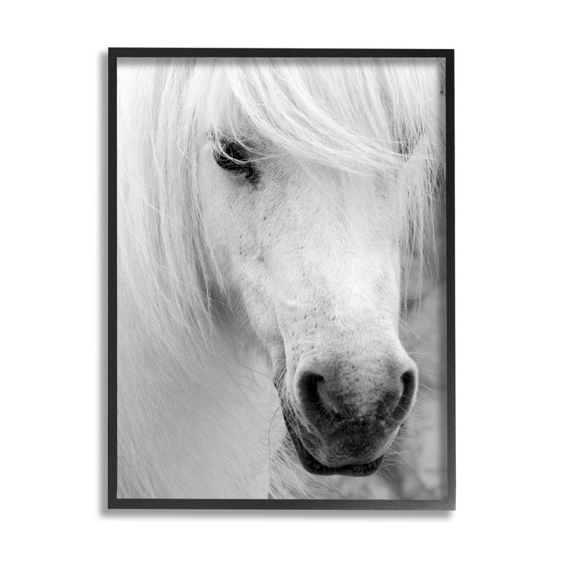 Élégant cheval blanc, estampe numérique par Danita Delimont, Giclée encadrée noir minuit, H 14 po x l 11 po x P 1,5 po